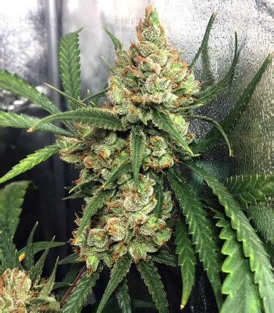 xhqtze|NL5 x Haze .
